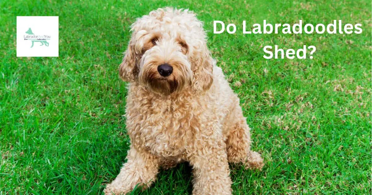 Do Labradoodles Shed You Won T Believe What We Uncovered