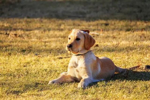 labradors apartment friendly