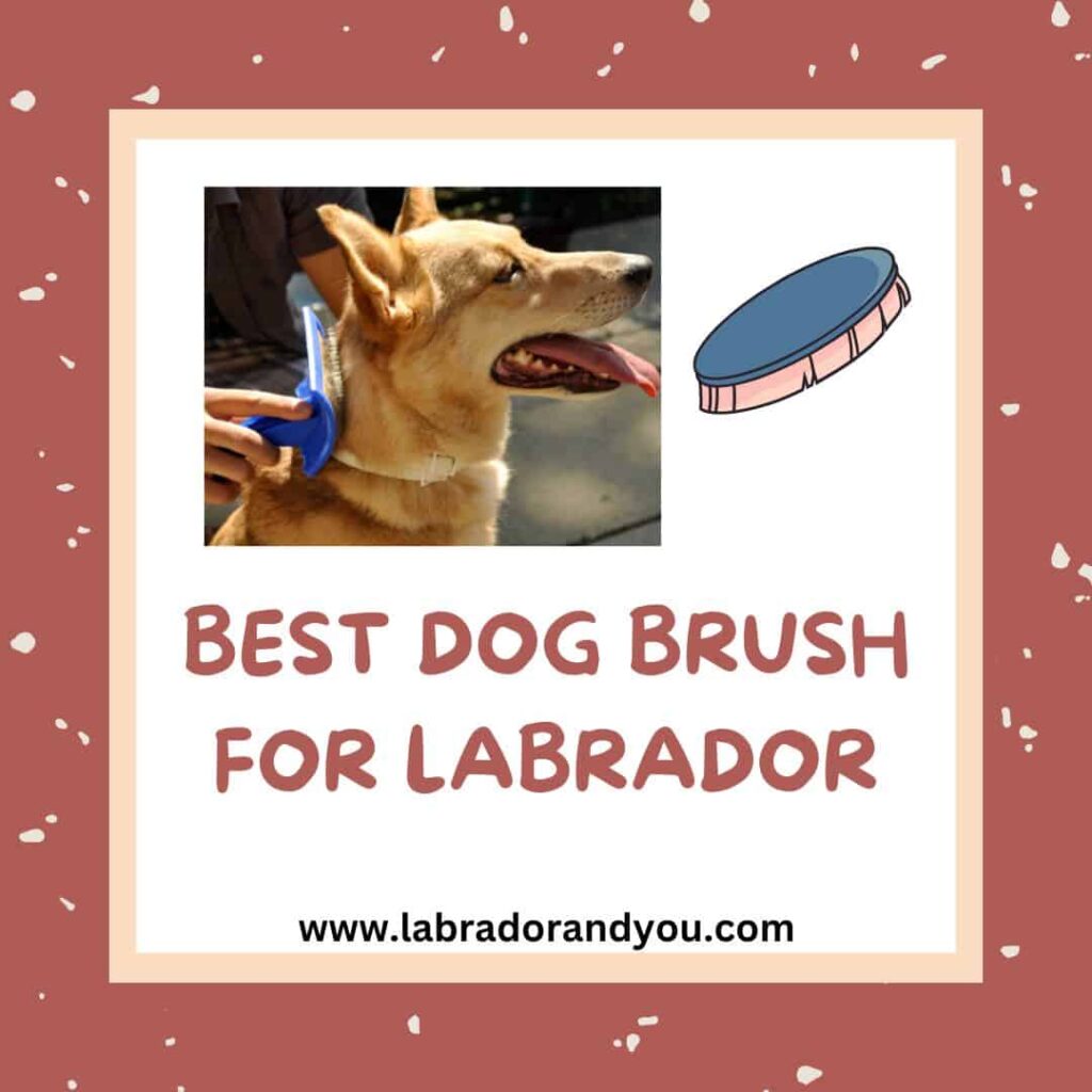 Best Dog Brush For Labrador