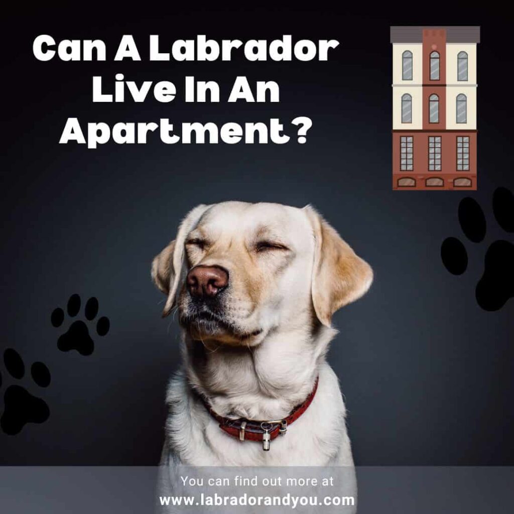 Can A Labrador Live In An Apartment