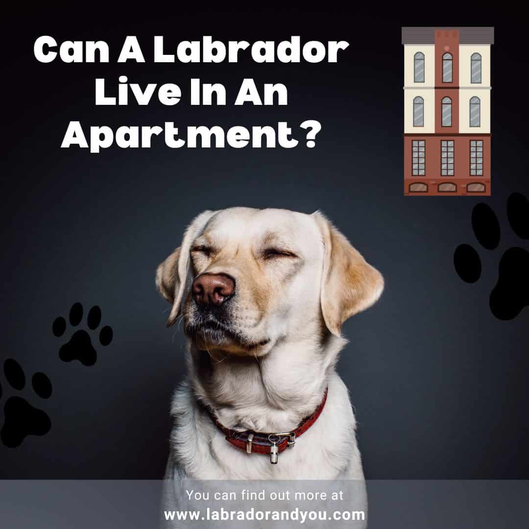 are labradors good apartment dogs