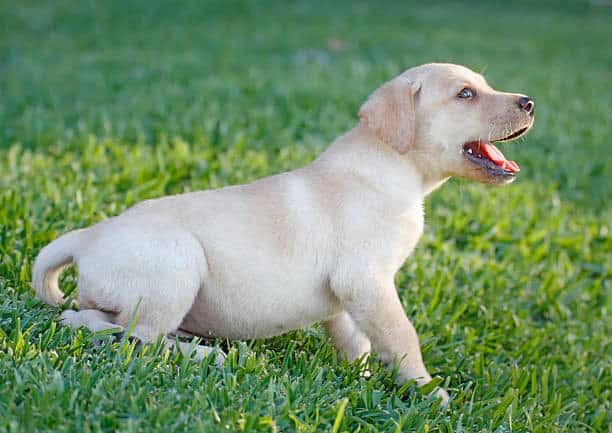 how to look after a labrador puppy