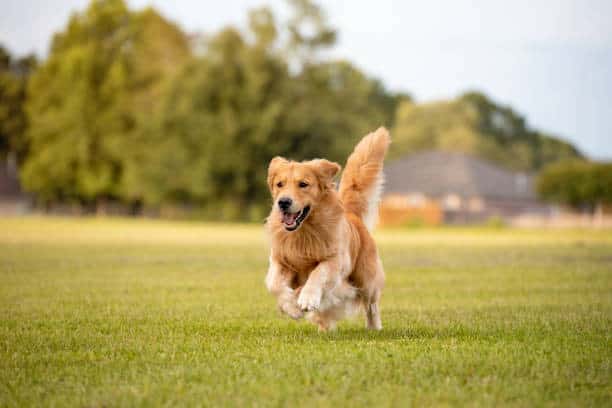 lab retriever vs golden retriever