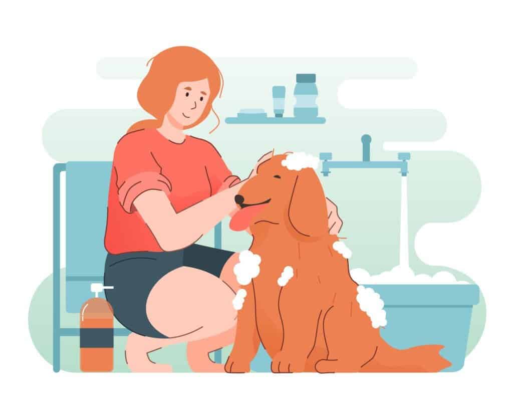 how often to bathe a labrador