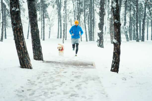 cold weather dogs; labrador's double coat; dog's feet; most dogs