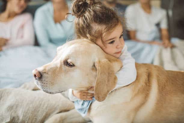 yellow lab vs golden retriever