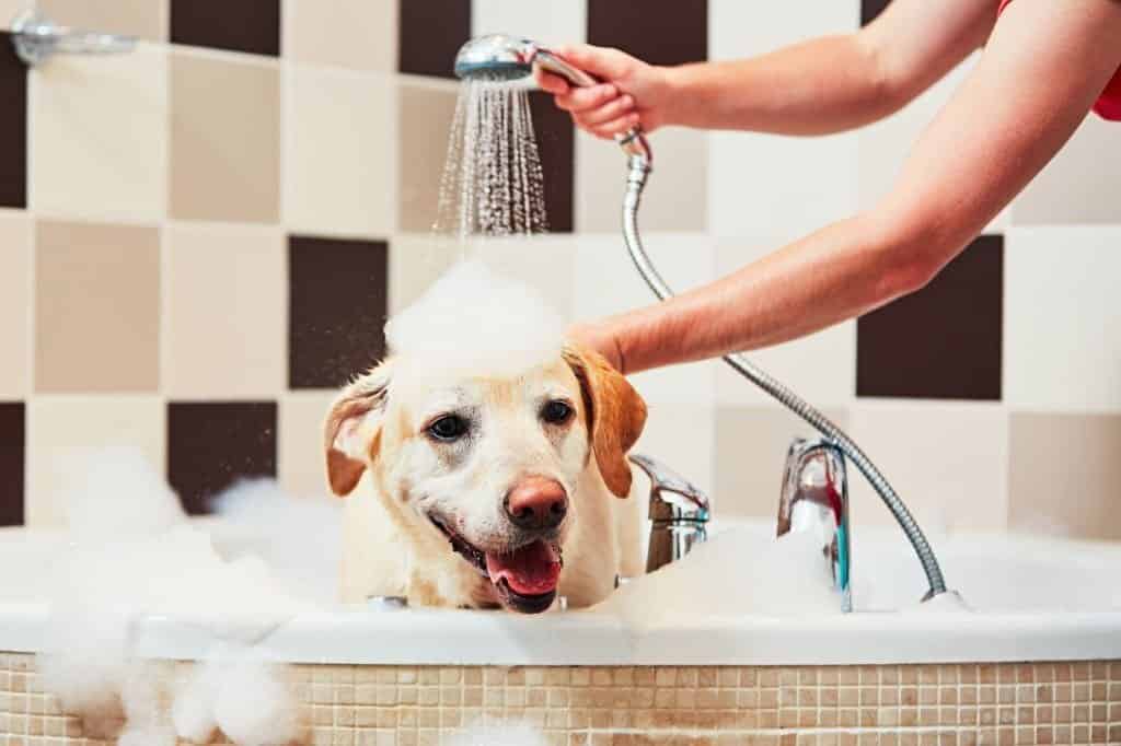 how often to bathe labrador