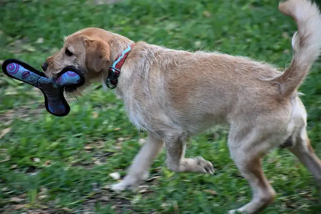 Can labrador retrievers climb stairs?