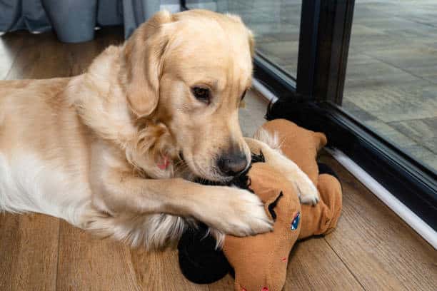 labrador vs golden retriever