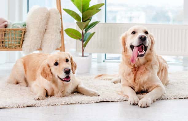 yellow labrador vs golden retriever