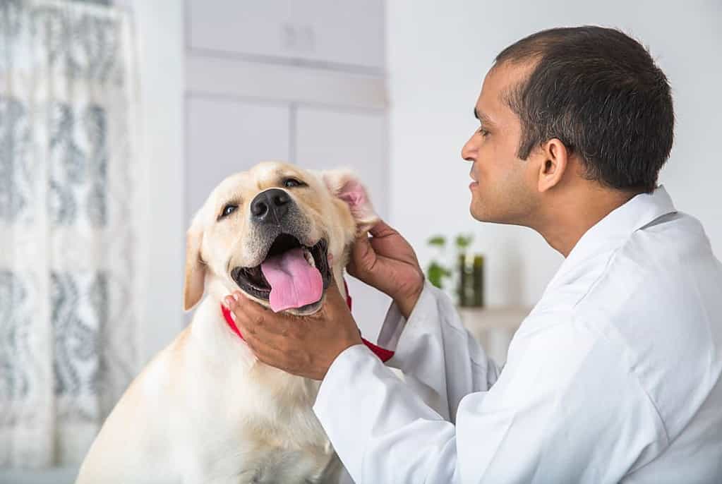 cleaning puppy ears