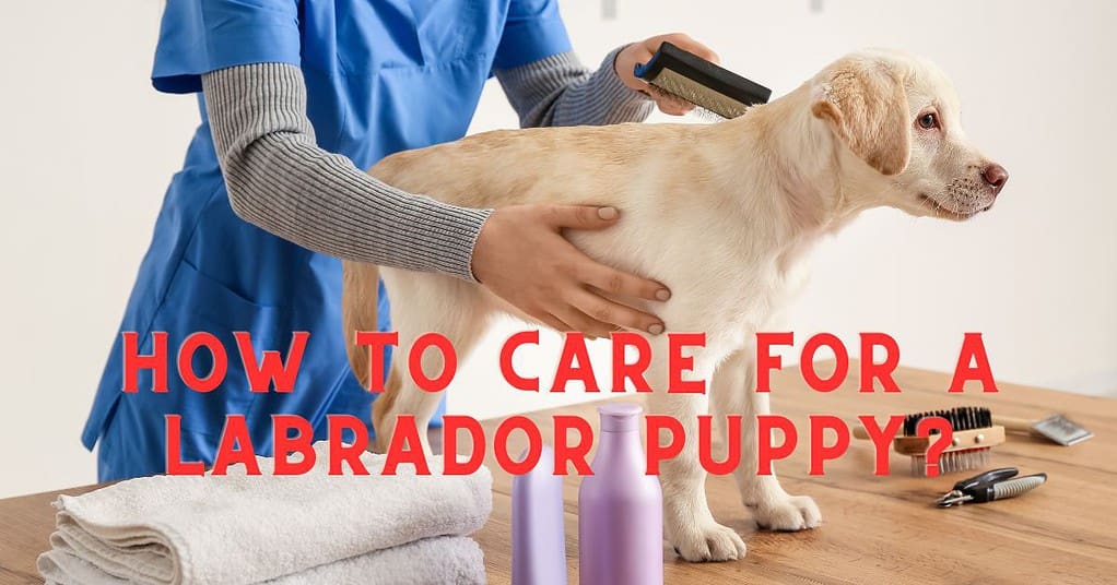 How To Care For A Labrador Puppy
