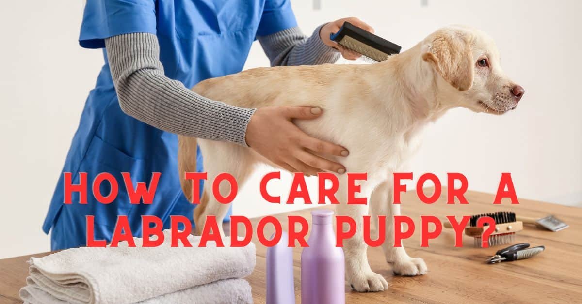 How To Care For A Labrador Puppy The Proper Way?