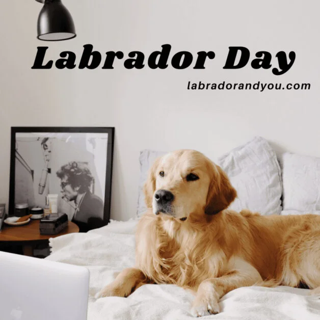 When is National Labrador Day