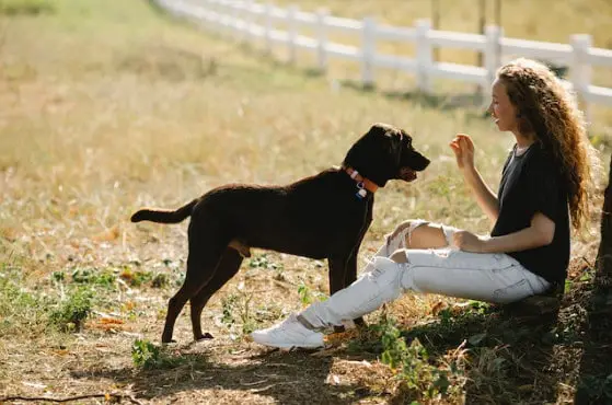 looking after a labrador puppy