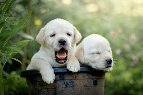 lab puppy care