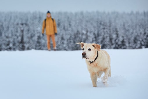 can labs handle cold weather