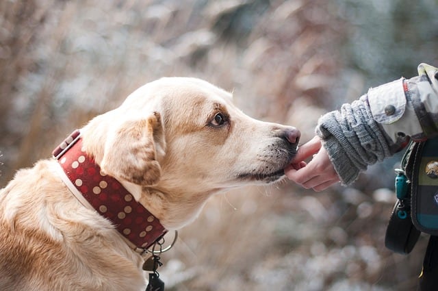 what is the easiest way to potty train a puppy?