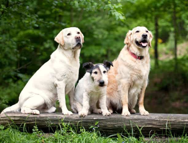 golden retriever vs golden lab