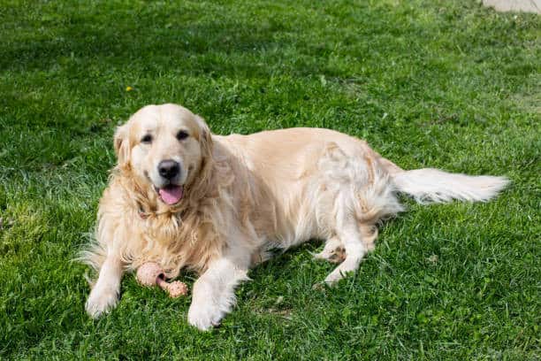 golden retriever vs labrador