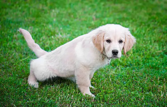 dog walker for potty traininig