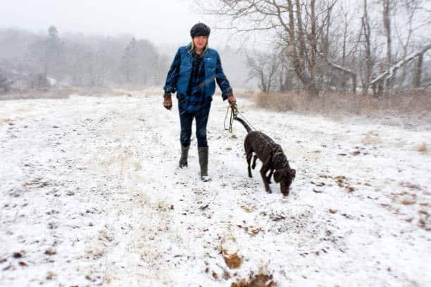 when is it too cold to walk a labrador retriever
