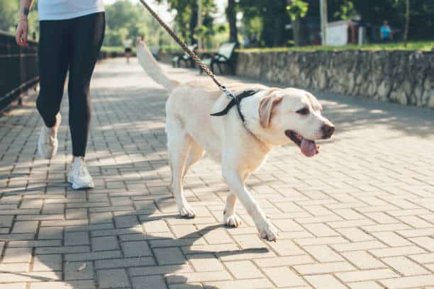 how to take care of labrador puppy