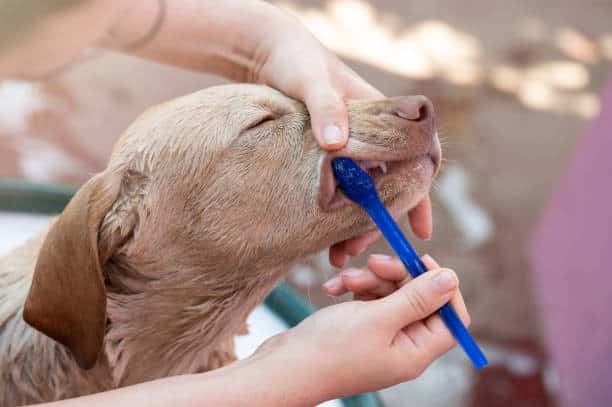 labrador retriever maintenance