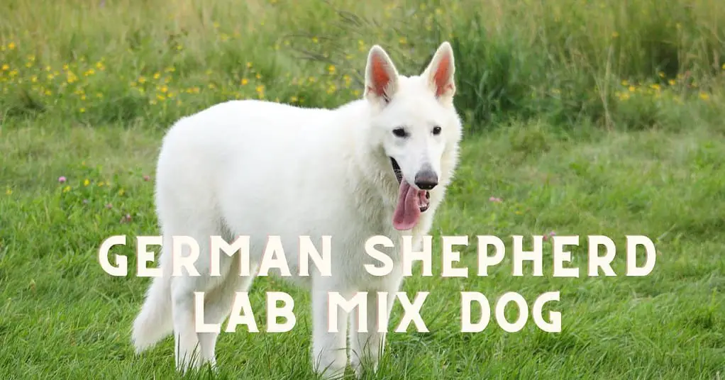 german shepherd lab mix dog