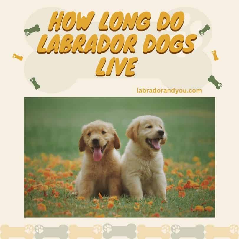 how long are labrador retrivers