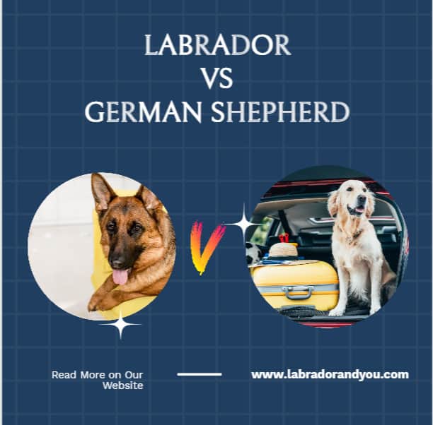 Labrador Vs German Shepherd
