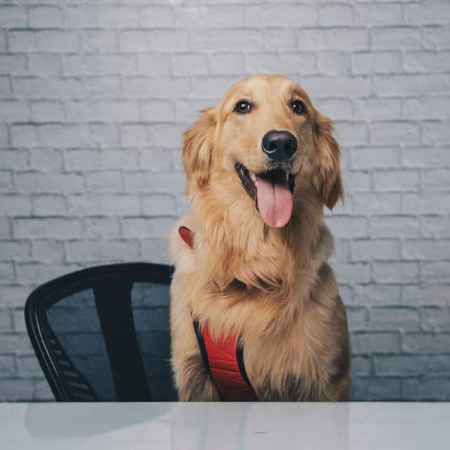 labrador puppy vs golden retriever