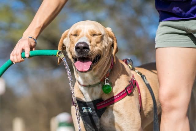 how often should i bathe my labrador