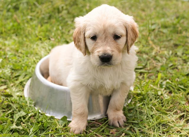 How To Potty Train A Labrador Puppy: Expert Guide