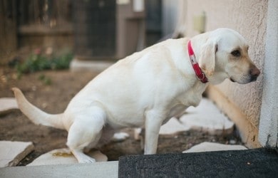 how to house train a puppy