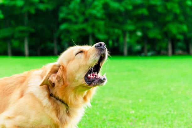 do labrador retrievers bark a lot