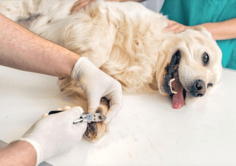 How To Trim Labrador Nails Correctly?