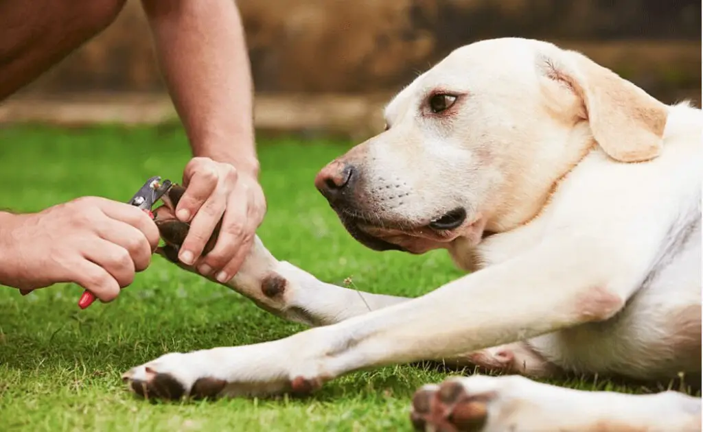 How To Cut Labrador Nails