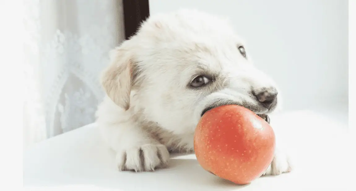 are crab apples poisonous to dogs