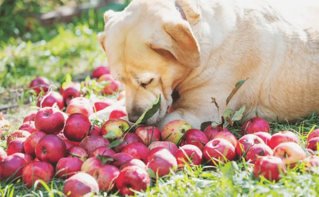 Can Dogs Eat Apples?