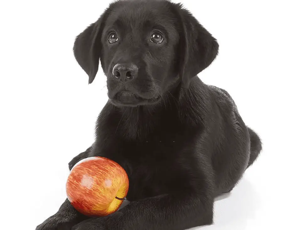 Can Dogs Eat Apples?