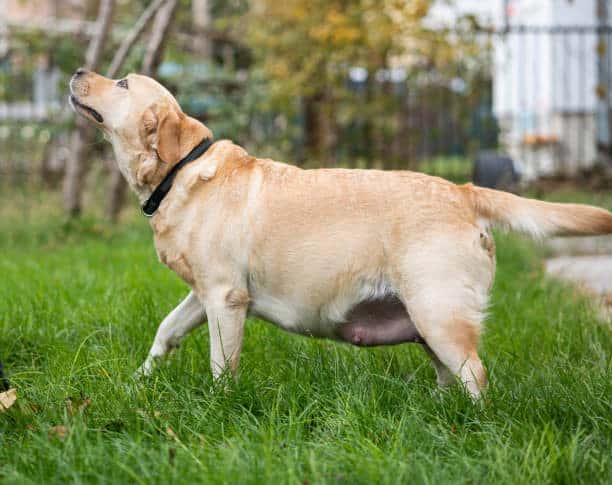 gestation period for labradors