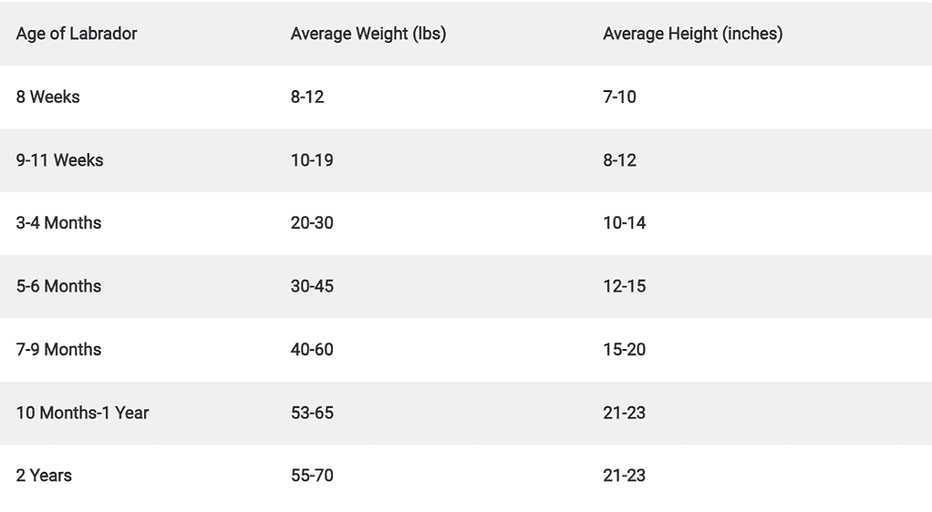 lab puppy growth chart