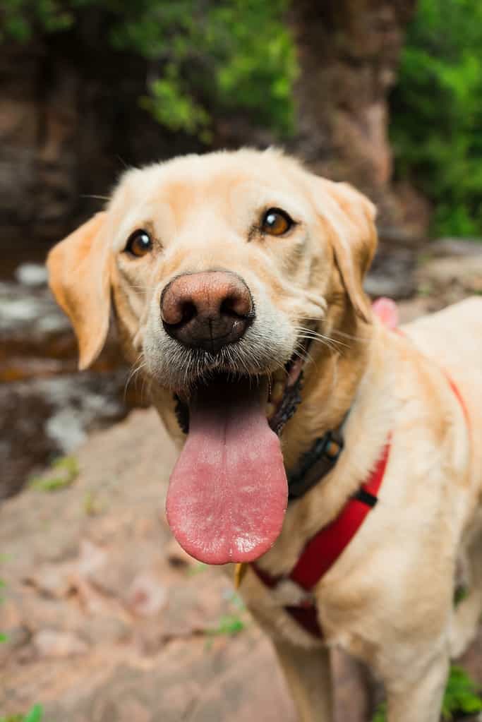 when does labrador growth stop