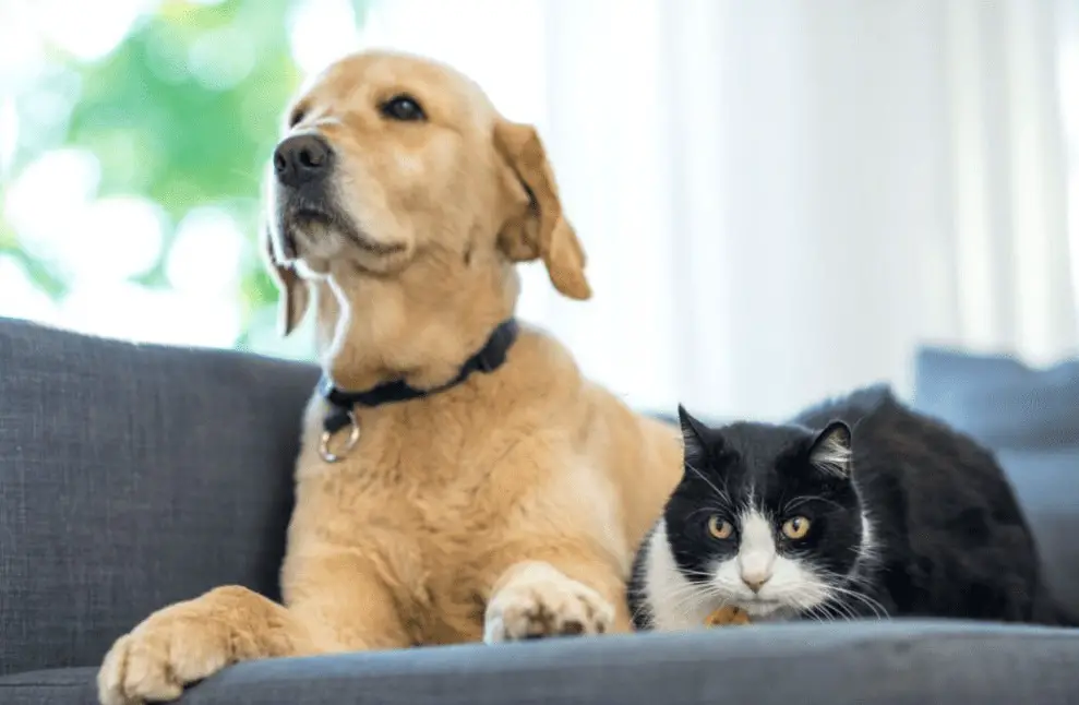 black lab and cat