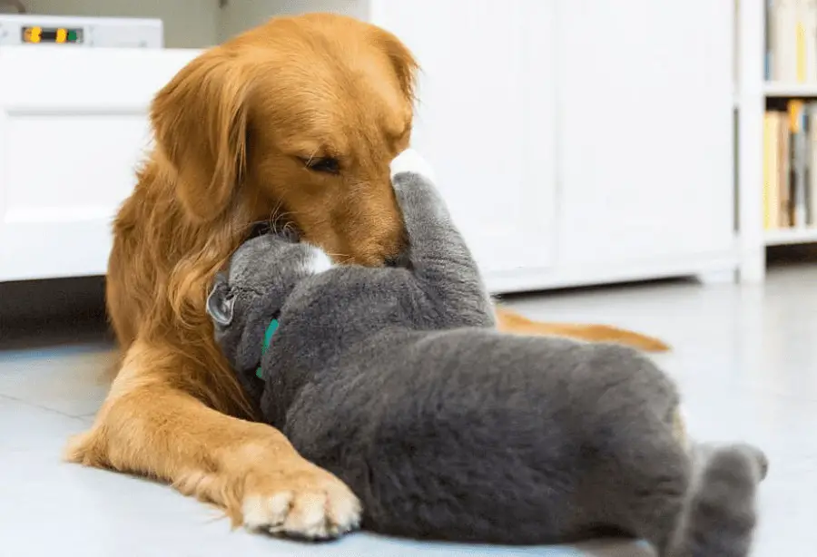 labrador cat