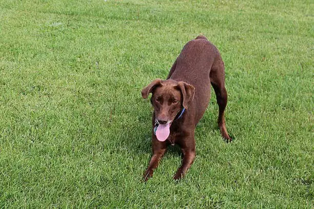 jack russell chocolate lab mix