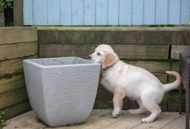 training yellow labs