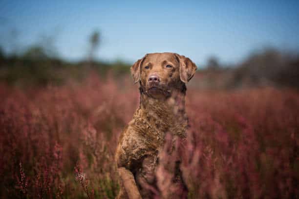 chesapeake bay retriever vs chocolate lab