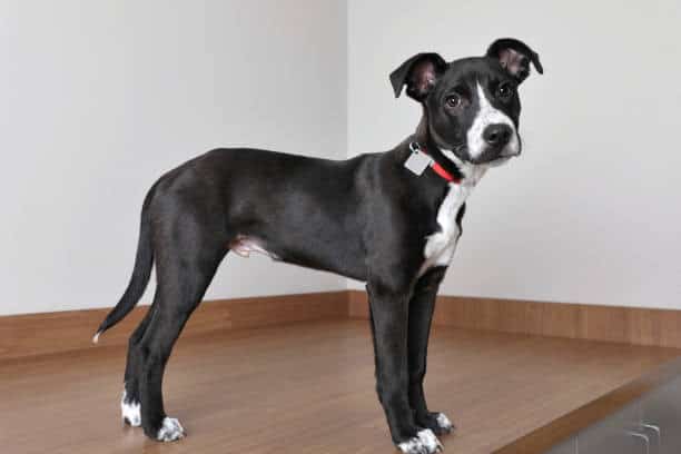 black lab jack russell mix